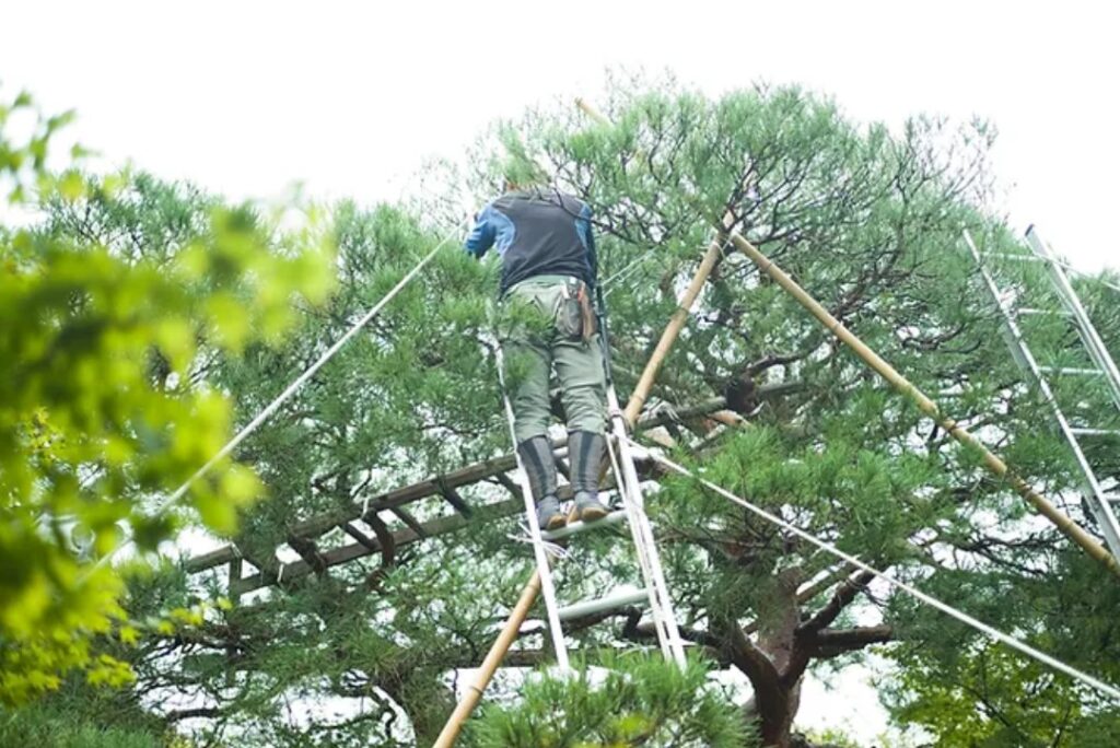 Tree Trimming Service